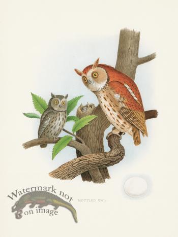 Thomas Gentry Bird 36